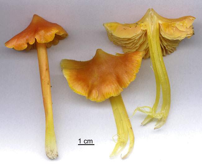 Hygrocybe persistens